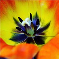 Calypso Sun* Fragrance Oil 689